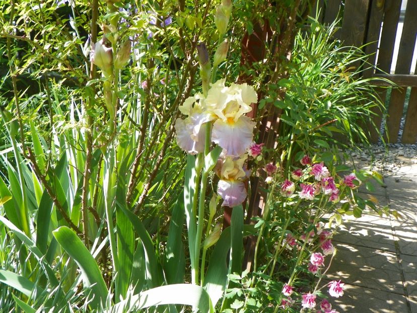 8 mai (11) - Irisi 2018