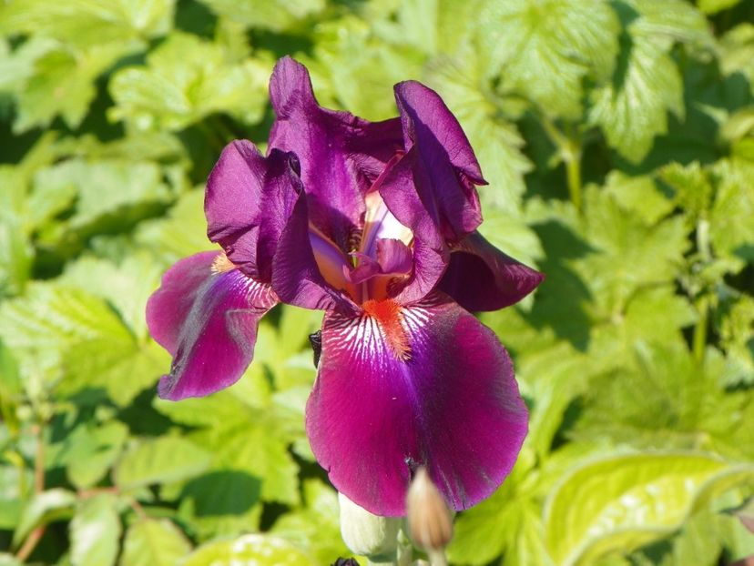 8 mai (20) - Irisi 2018