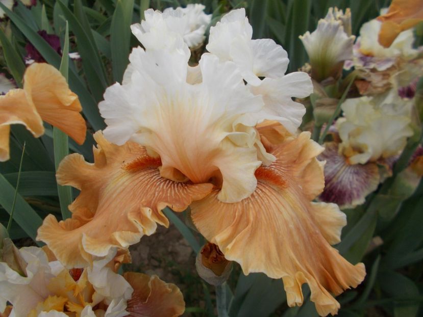  - Irisi-2018 Barbata Elatior si Intermedia