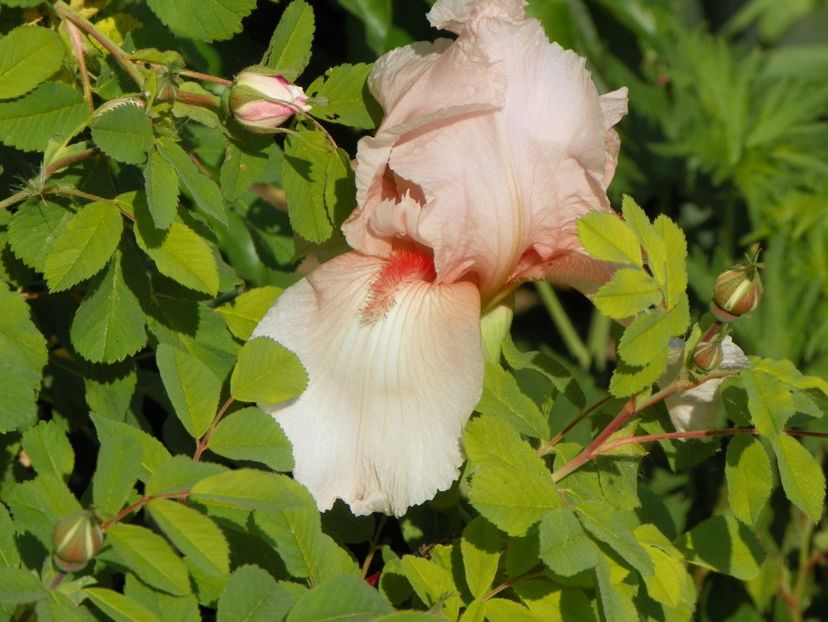 8 mai (22) - Irisi 2018