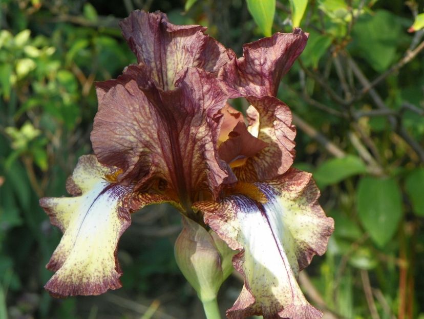 8 mai (32) - Irisi 2018