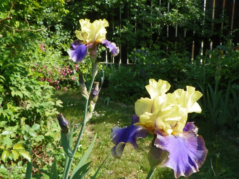 8 mai (41) - Irisi 2018