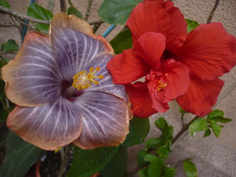 P1360915 - HIBISCUSI 2018-1