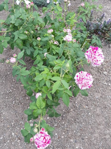  - Variegata di bologna