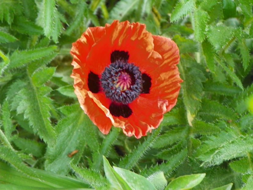 8 mai (7) - Primavara 2018