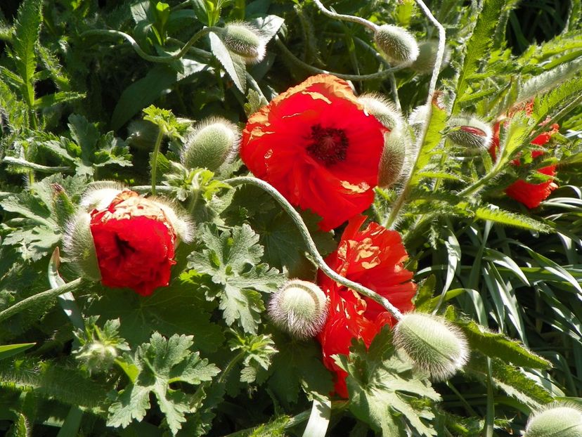 8 mai (8) - Primavara 2018