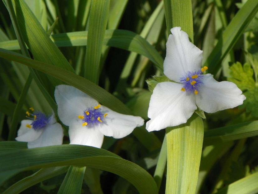 8 mai (9) - Primavara 2018