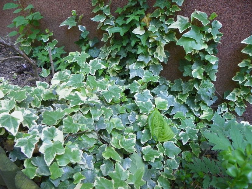 8 mai (75) - Primavara 2018