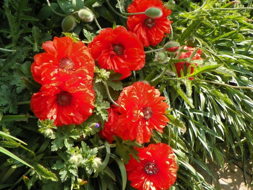 8 mai (101) - Primavara 2018