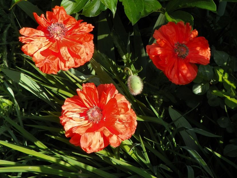 8 mai (107) - Primavara 2018