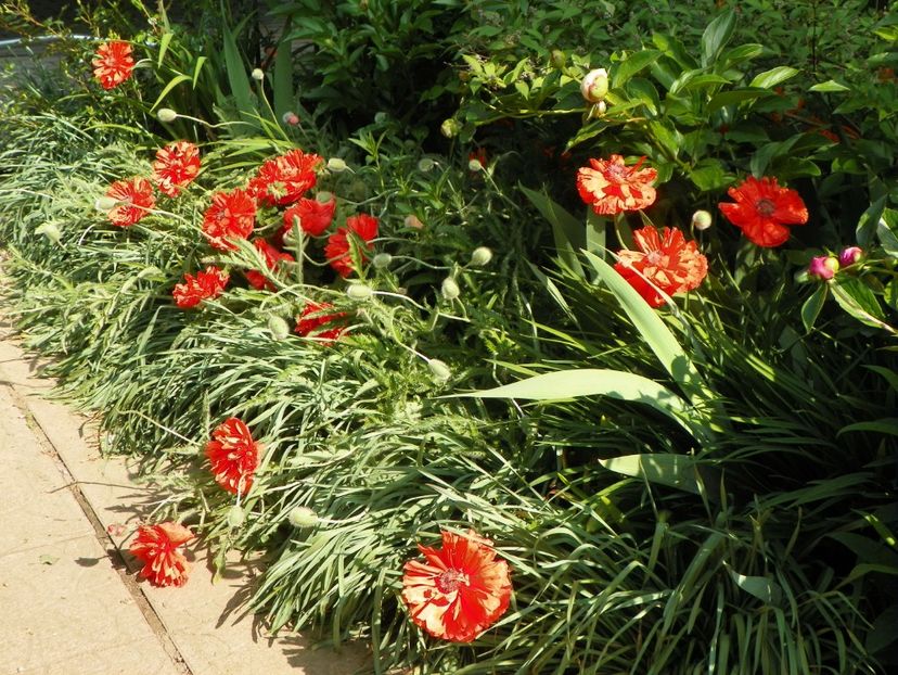 8 mai (109) - Primavara 2018