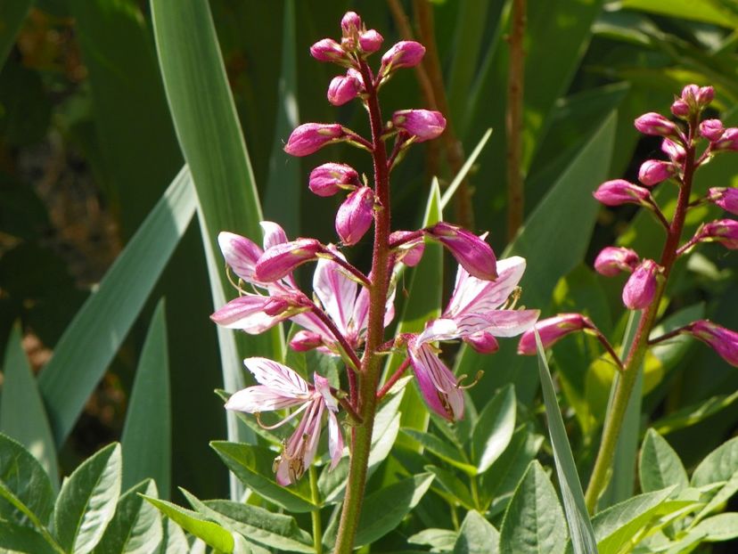 8 mai (122) - Primavara 2018