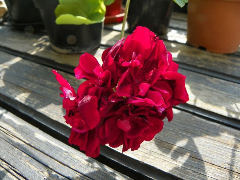 8 mai (125) - Primavara 2018