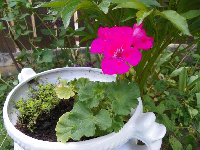 8 mai (138) - Primavara 2018