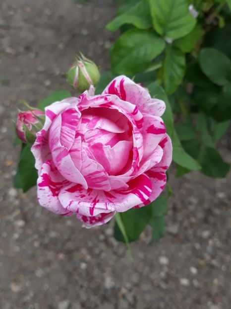 (4) Variegata di bologna - 00Trandafiri 2018