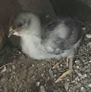 doua saptamani si 3 zile - Araucana 2018