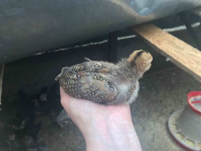 doua saptamani si 3 zile - Araucana 2018