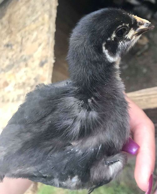 09.05.2018 - 2 saptamani - Australorp 2018