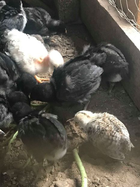 09.05.2018 - 2 saptamani - Pui 2018