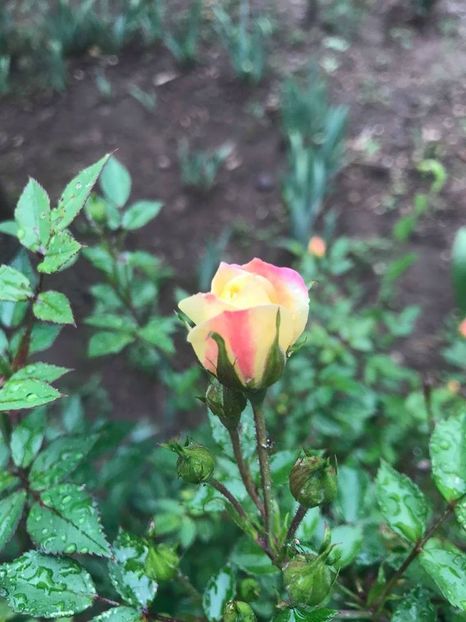  - Trandafiri din gradina 2018