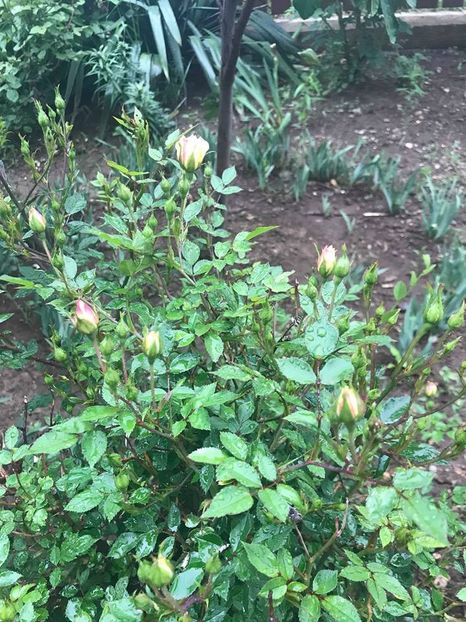  - Trandafiri din gradina 2018