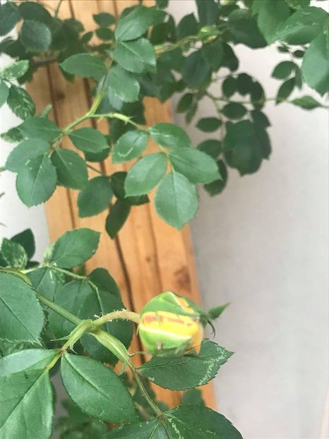  - Trandafiri din gradina 2018