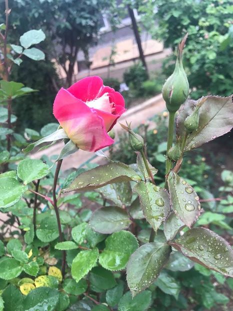  - Trandafiri din gradina 2018
