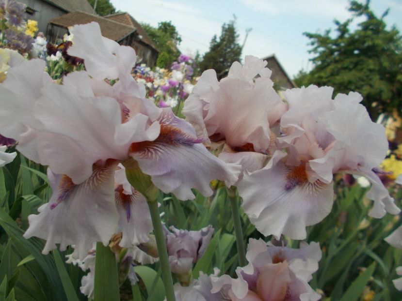  - Irisi-2018 Barbata Elatior si Intermedia