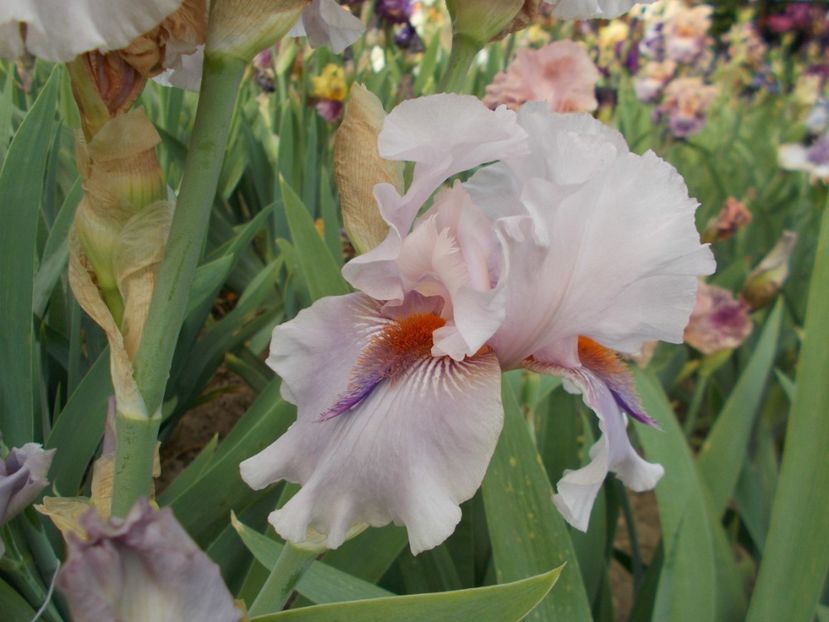  - Irisi-2018 Barbata Elatior si Intermedia