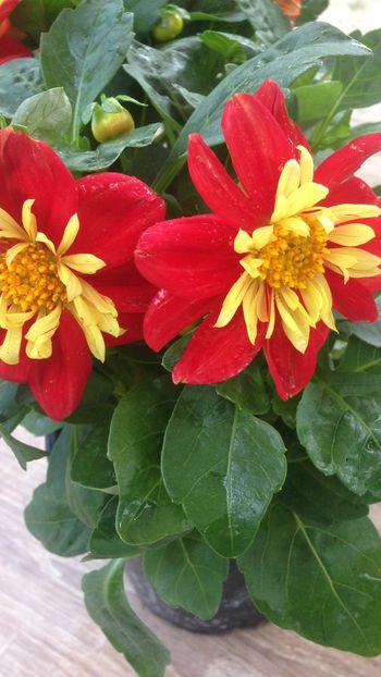 2F6D4303-6EFC-4973-A6EA-B3F6D5810FD5 - 2018