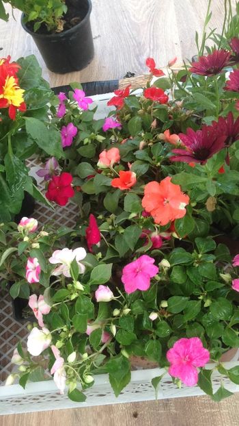 C1076A22-ED93-4EA3-ABD5-3150B7E09A4A - 2018