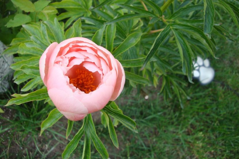  - Bujor Coral Sunset