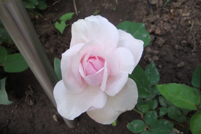  - Souvenir de la Malmaison