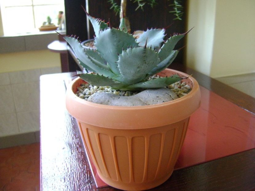 Agave guadalajarana f. minor - Agave si Yucca 2018