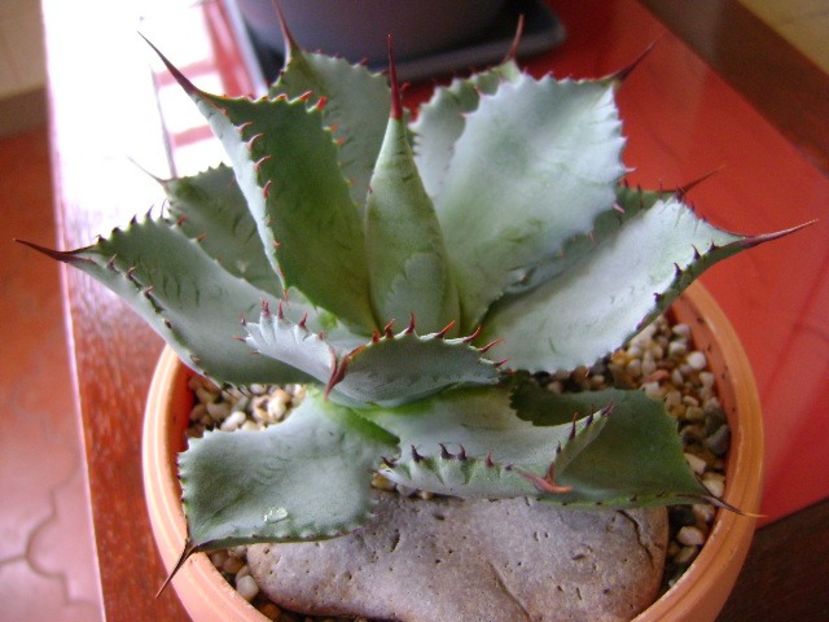 Agave guadalajarana f. minor - Agave si Yucca 2018
