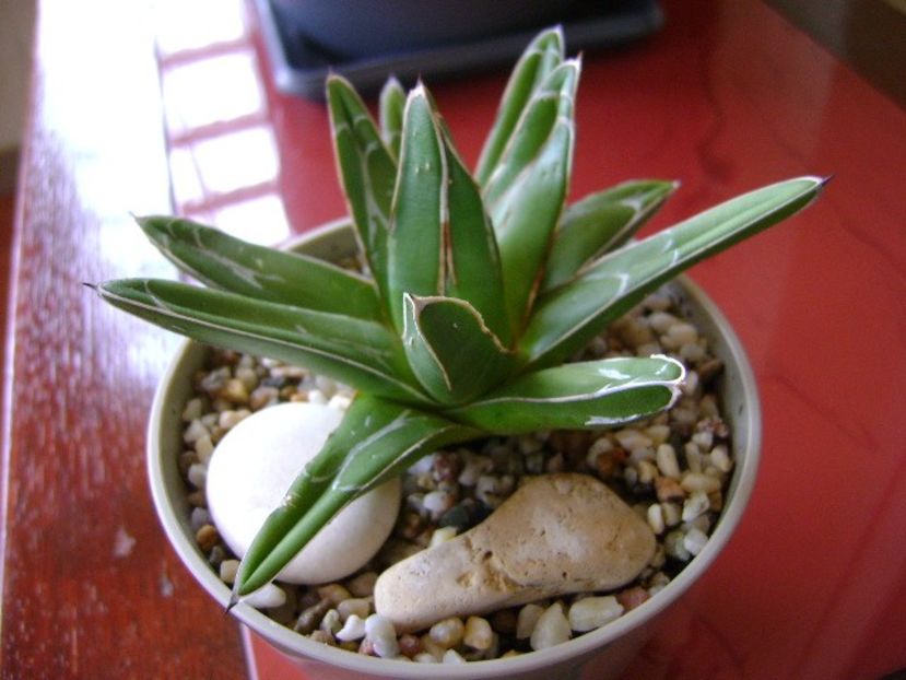 Agave victoria reginae - Agave si Yucca 2018