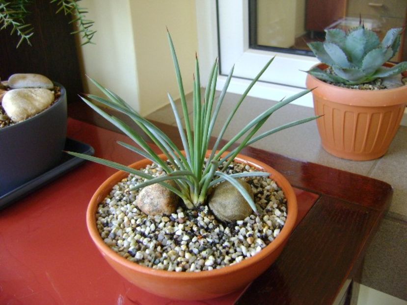 Agave stricta nana "Blue form" - Agave si Yucca 2018