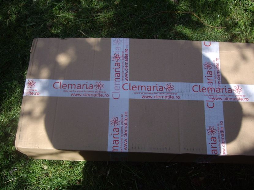 IMGP1483 - Achizitii-Maria Clematite - 2018