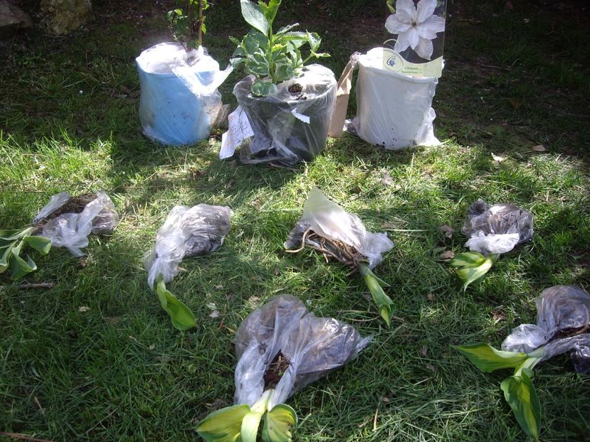 IMGP1486 - Achizitii-Maria Clematite - 2018