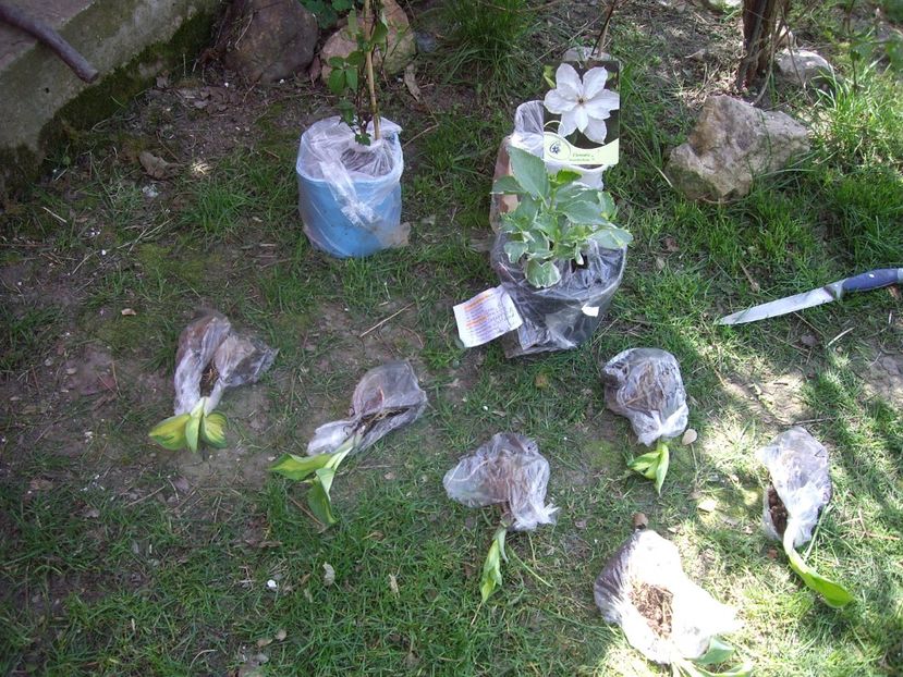 IMGP1487 - Achizitii-Maria Clematite - 2018