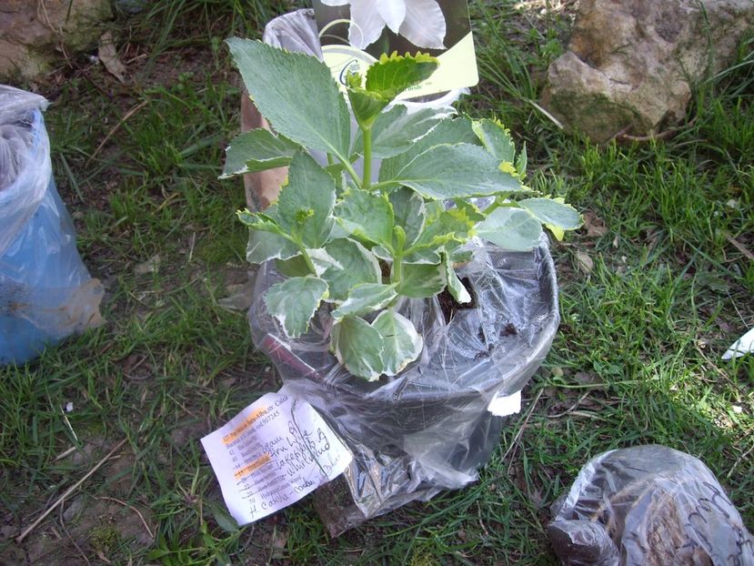 IMGP1488 - Achizitii-Maria Clematite - 2018