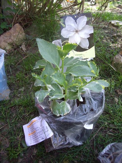 IMGP1489 - Achizitii-Maria Clematite - 2018