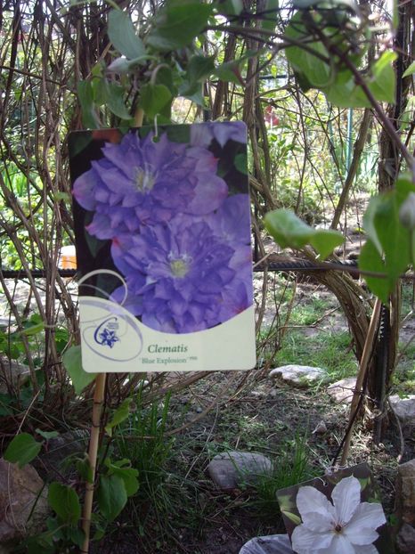 IMGP1490 - Achizitii-Maria Clematite - 2018