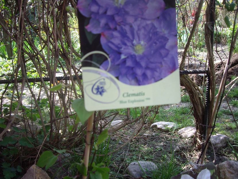 IMGP1491 - Achizitii-Maria Clematite - 2018