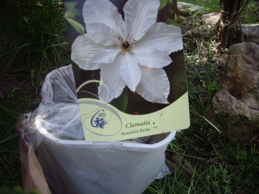 IMGP1492 - Achizitii-Maria Clematite - 2018