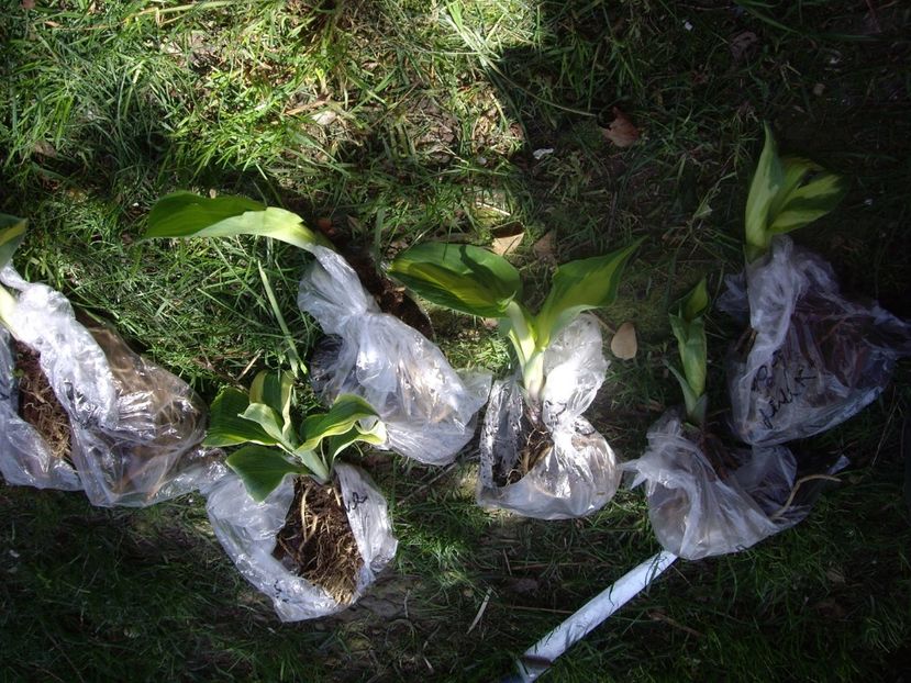 IMGP1493 - Achizitii-Maria Clematite - 2018