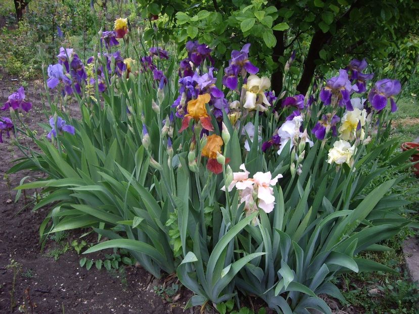 IMGP1504 - Primavara - 2018