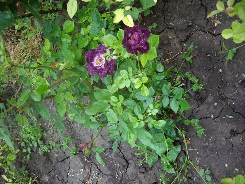 IMGP1507 - Primavara - 2018