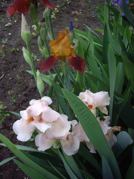 IMGP1508 - Primavara - 2018