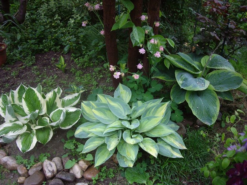 IMGP1509 - Primavara - 2018